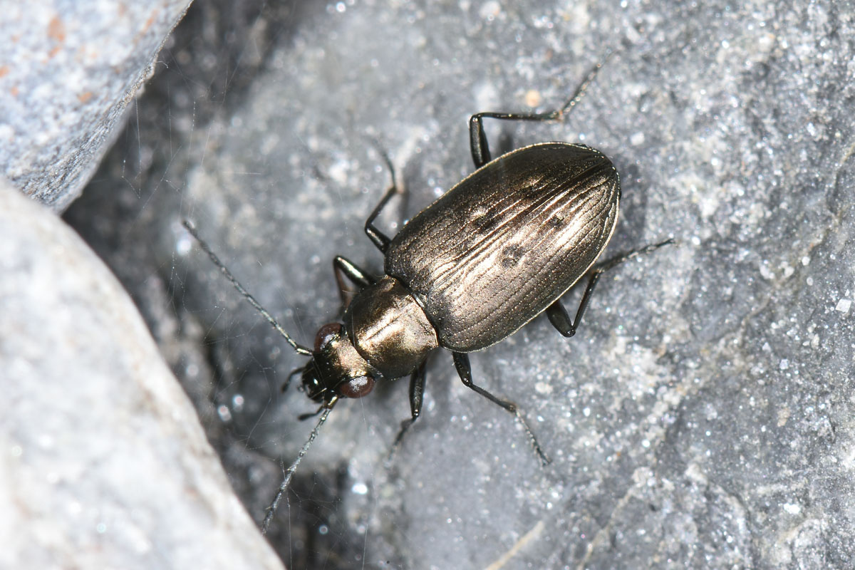 Avigliana, Lungo Dora: Carabidae lungo il fiume.